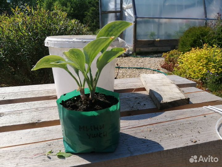 Саженцы хосты, медуница