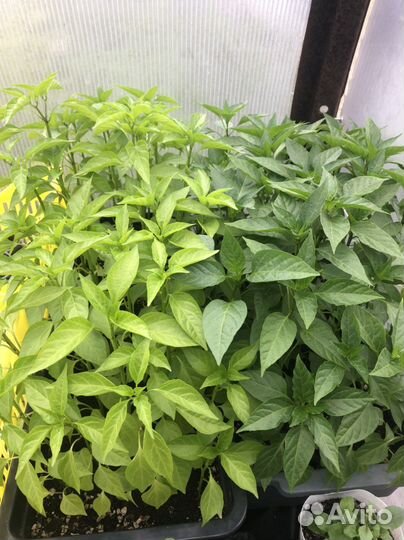 Продам рассаду