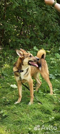 Метис лайки щенок в добрые руки