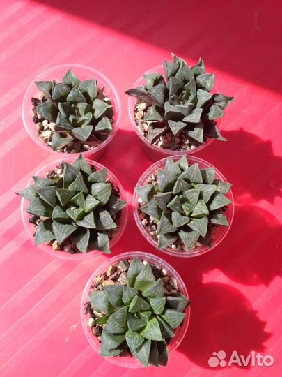 Суккуленты