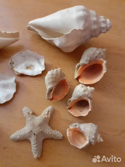 Морские раковины 20-22см, ракушки, морская звезда