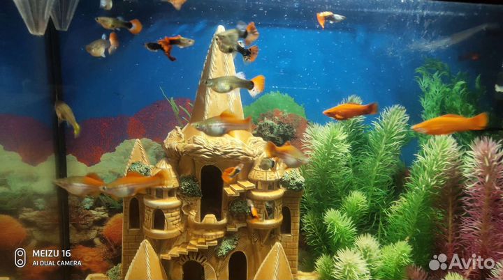 Аквариумы и аксессуары