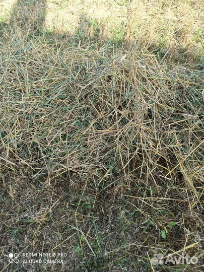 Солома овсяная