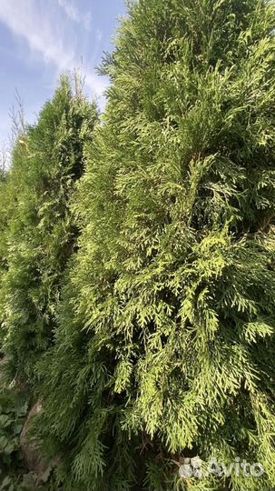 Туя смарагд 190 см