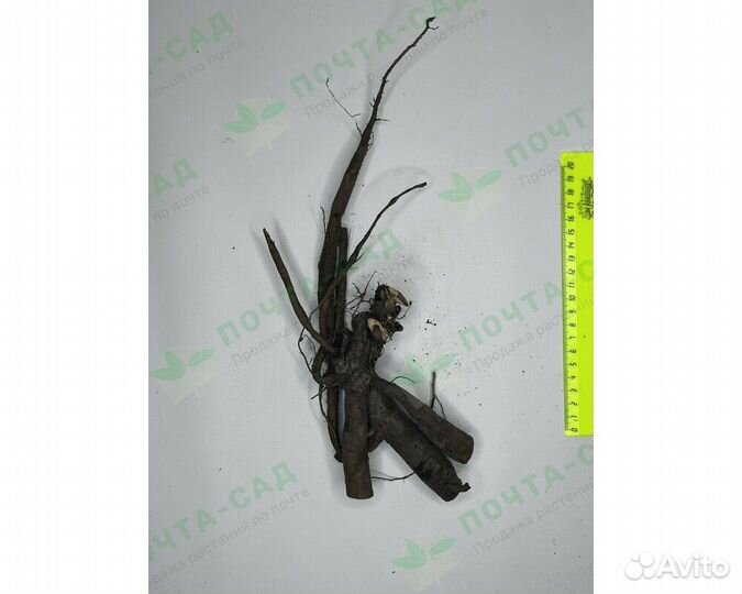 Пион гибридный Coral Sunset