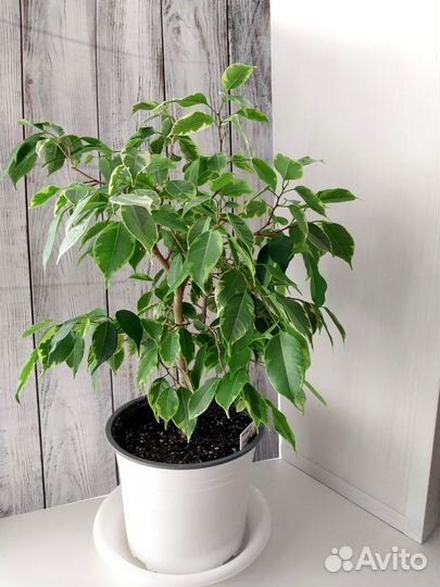 Фикус бенджамина Годен Кинг