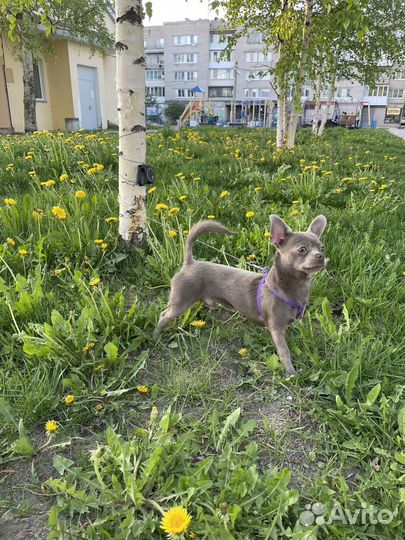 Вязка кобель чихуахуа