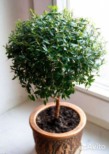 Мирт, Плющ обыкновенный