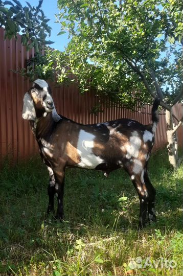 Англо нубийский козел