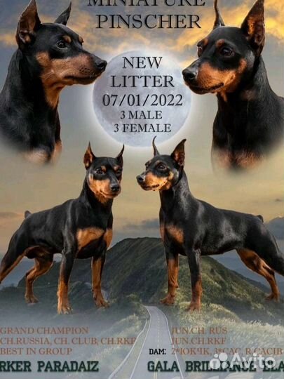 Цвергпинчер