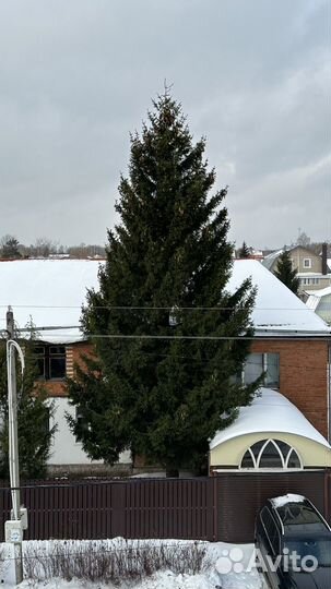 Ель живая 20 метров
