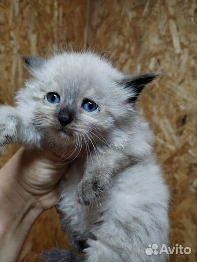 Красивые котята ищут дом