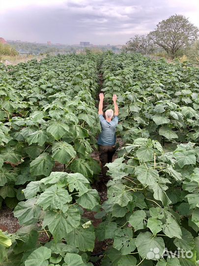 Павловния быстрорастущее дерево