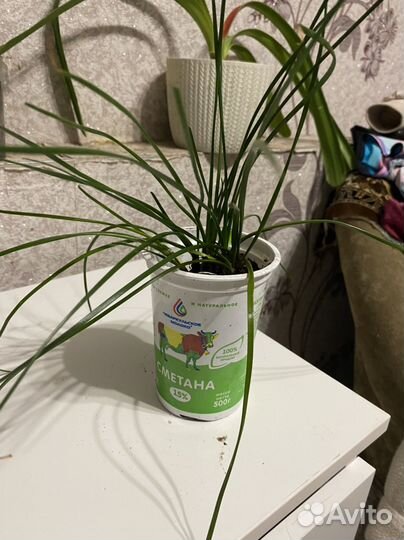 Зефирантес белый