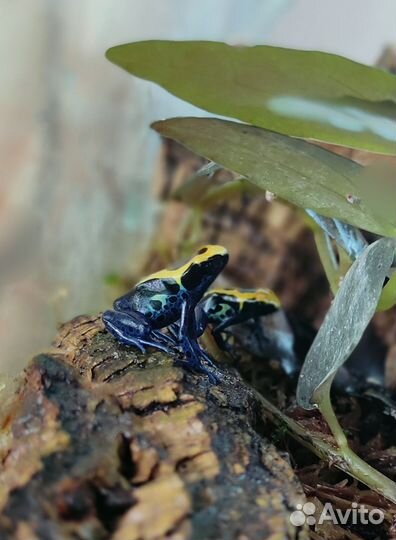 Дневные лягушки (лягушата)
