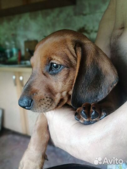 Такса гладкошёрстная стандартная