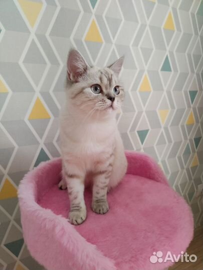Британская кошка в дар