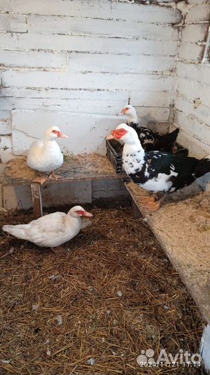 Продам уток
