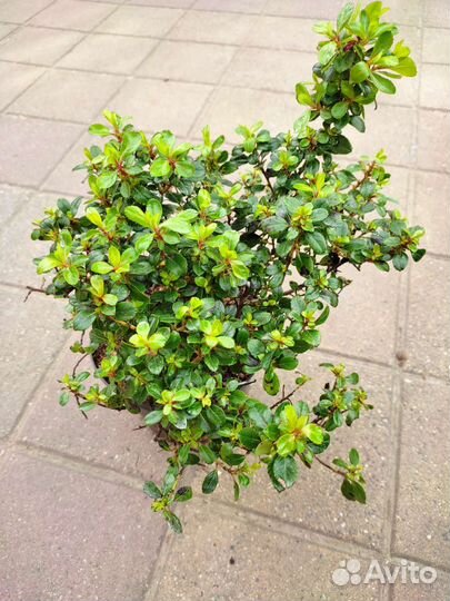 Азалия пестролистная.Семена экзотических растений