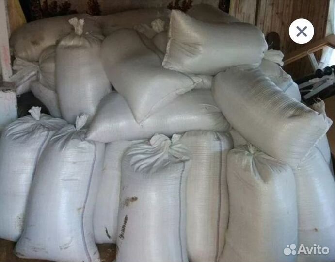 Зерно. Пшеница, ячмень