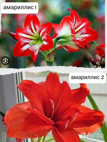 Орхидея, Олеандр, Амариллис, Фиалка и др