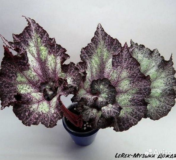 Бегония декоративно лиственная