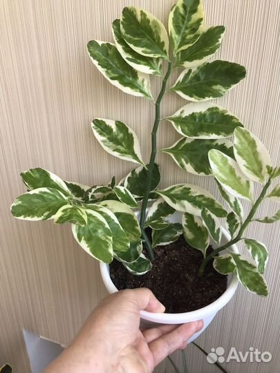 Педилантус,традесканция, традесконция зебрина