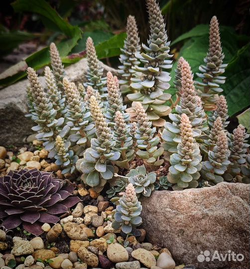 Горноколосник