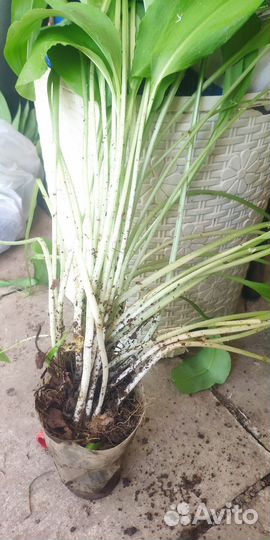 Черемша кустики