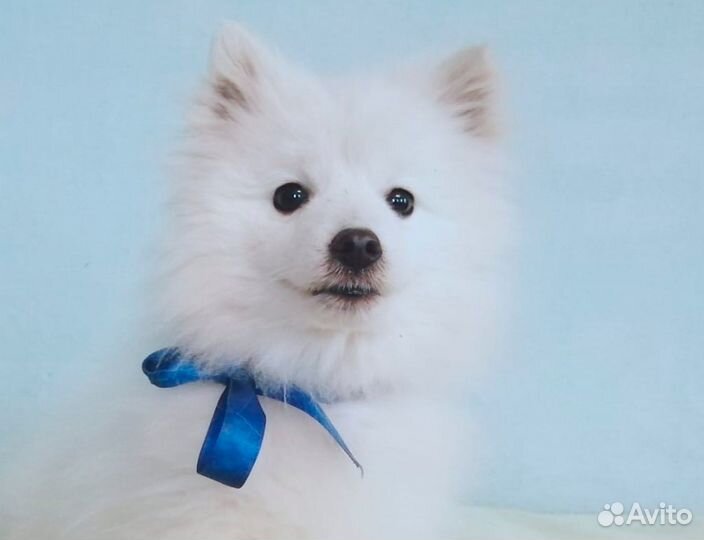 Японский шпиц мальчик