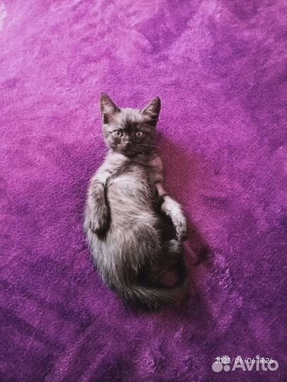 Отдам бесплатно котят