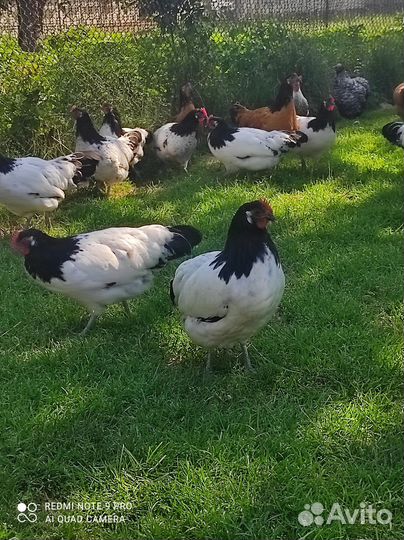 Молодняк породных кур