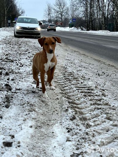 Собака в добрые руки отдам бесплатно