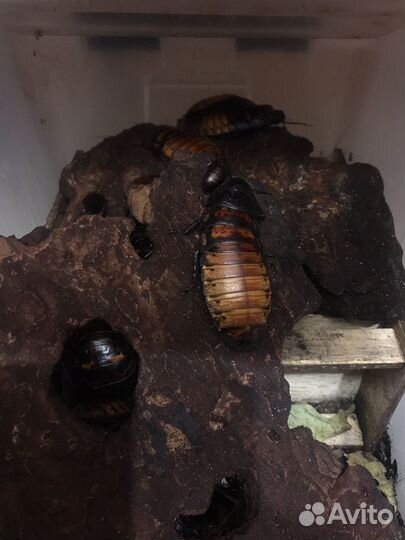 Кормовые насекомые