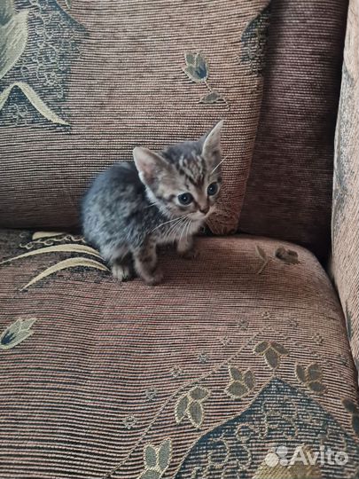 Вислоухие котята