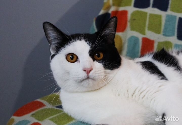 Добрый котик Пифагор ищет семью