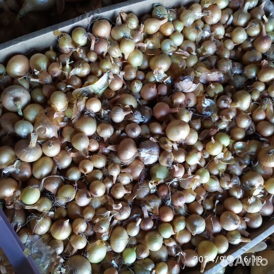 Лук порей. Севок