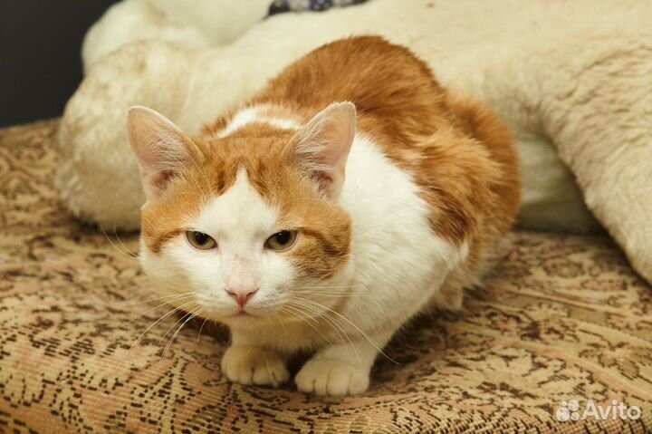 Котику нужен очень дом