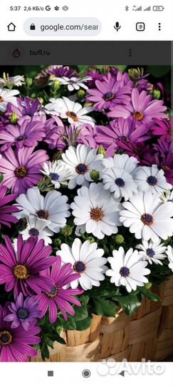 Остеоспермум