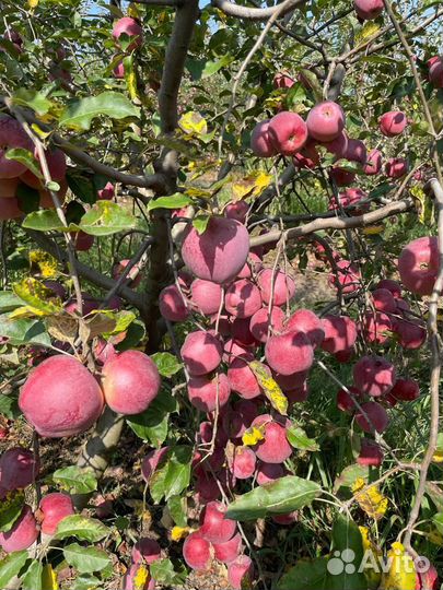 Яблоки флорина