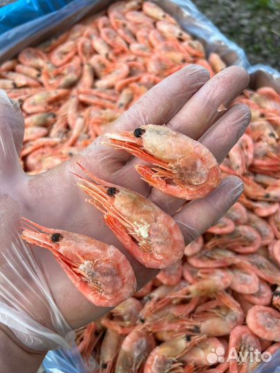 Креветка Северная Гренландия 80/100