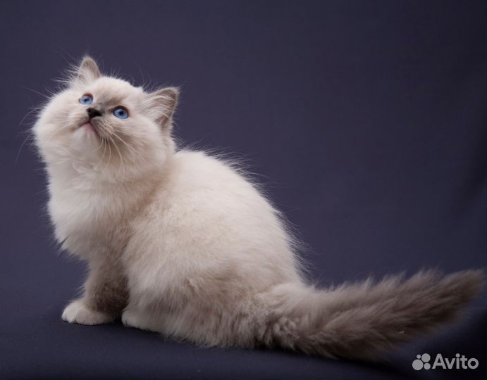 Рэгдолл бронь