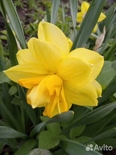 Луковицы нарциссов