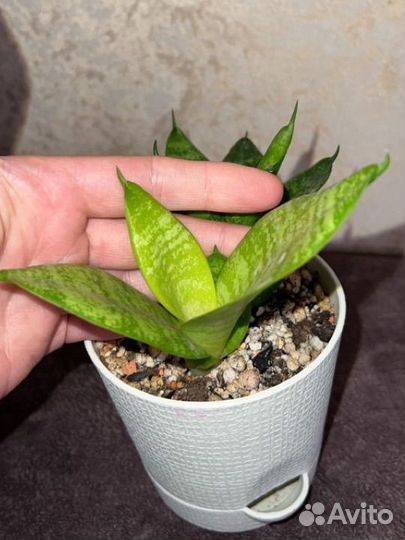 Сансевиерия Ханни Лемон