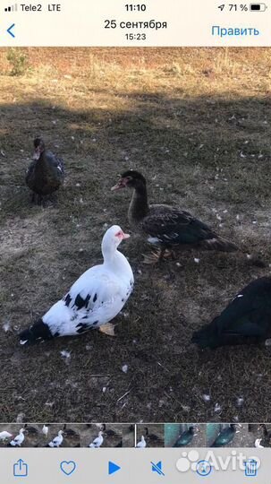 Утки шипуны, майские