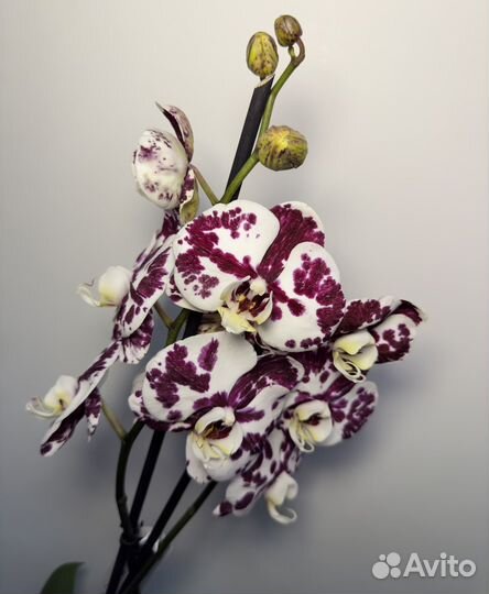 Орхидея фаленопсис