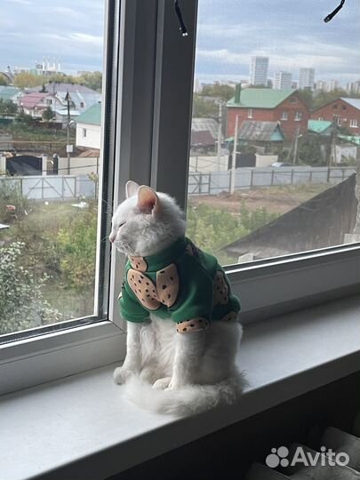 Котенок Донской сфинкс браш