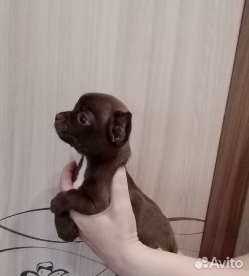Щенки чихуахуа