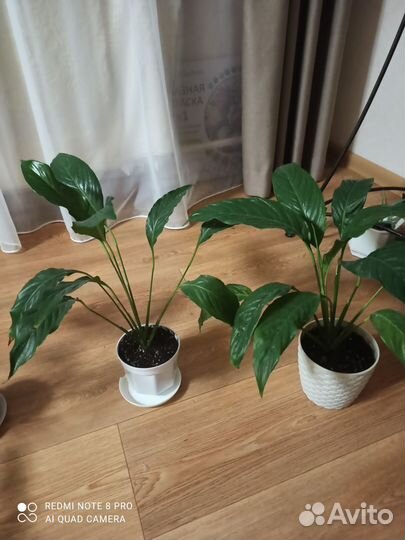 Комнатные растения цветы