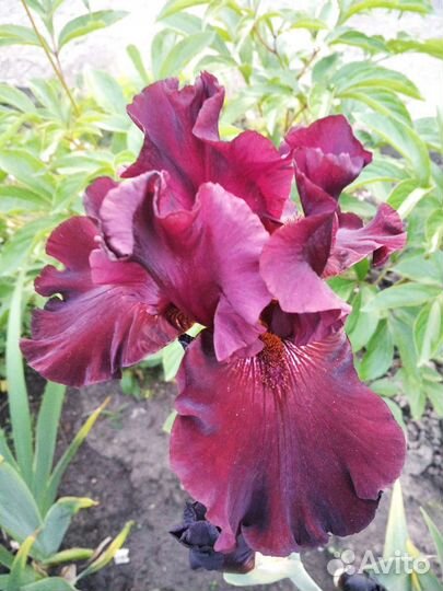 Ирисы бородатые